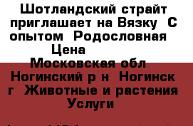 Шотландский страйт приглашает на Вязку. С опытом. Родословная › Цена ­ 2 500 - Московская обл., Ногинский р-н, Ногинск г. Животные и растения » Услуги   